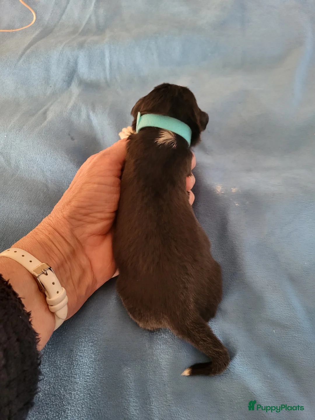 Australian Shepherd honden te koop: Australian Shepherd pupjes met FCI stamboom - Advertentie 2