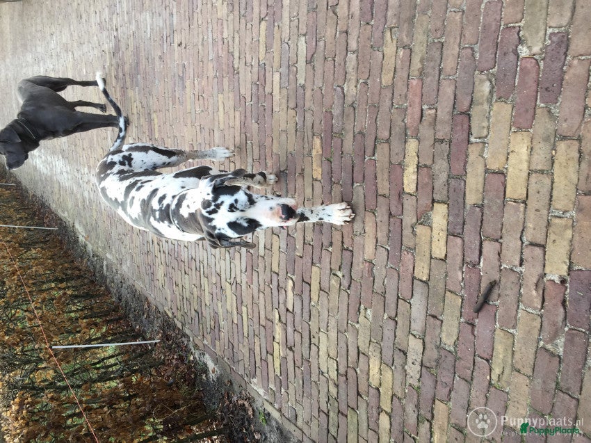 Duitse Dog honden Dekreu in Steggerda - Advertentie 2