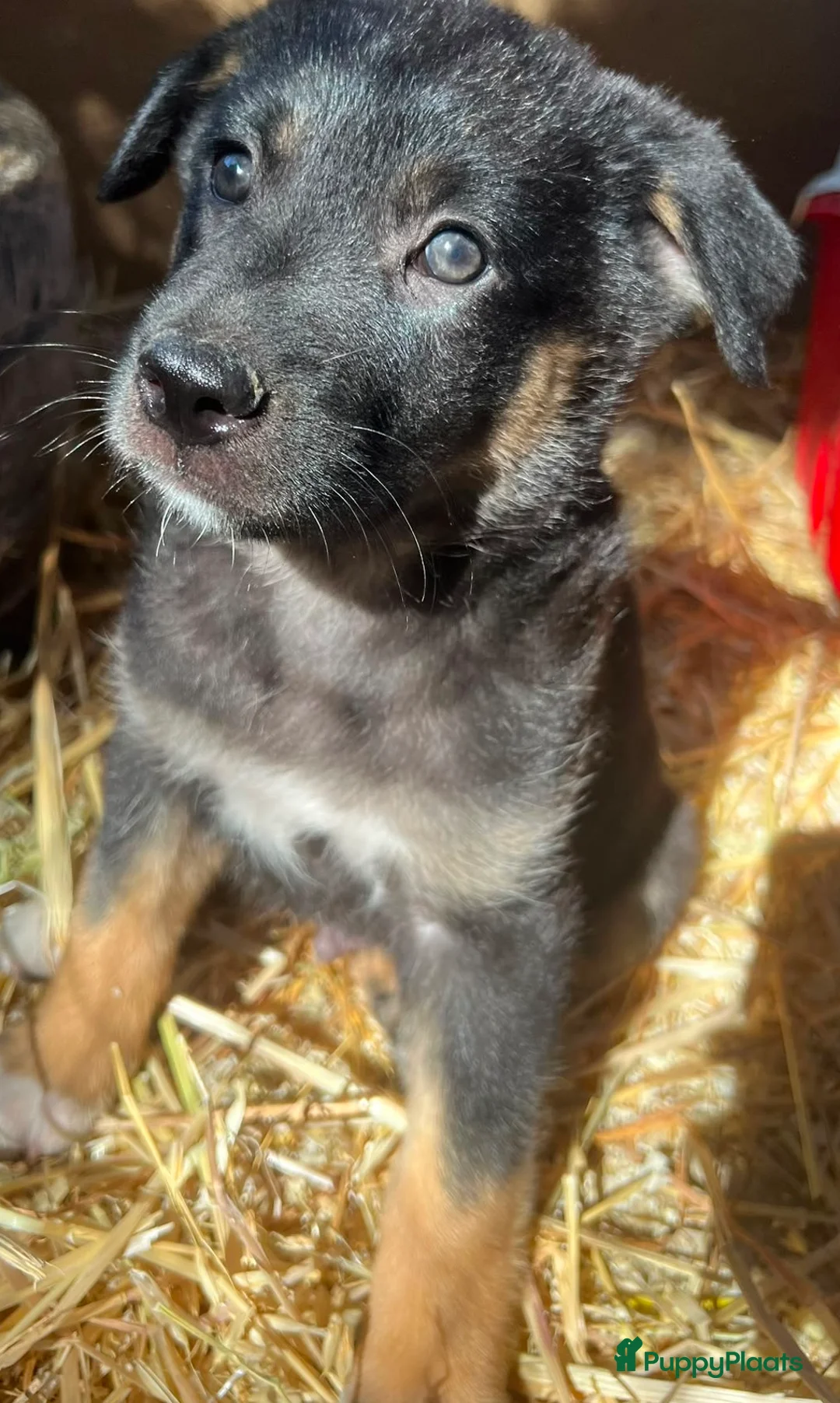 Kruising honden ter adoptie: deze knappe jongen Chipie zoekt een vriendje  - Advertentie 1
