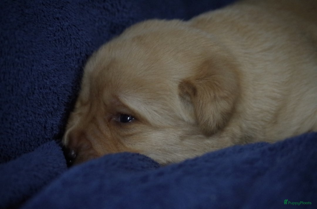 Labrador Retriever honden te koop: schitterend geel labrador reutje beschikbaar.  - Advertentie 11