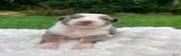 Australian Shepherd honden te koop: Nog 4 Australische Herder pups beschikbaar! - Advertentie 11