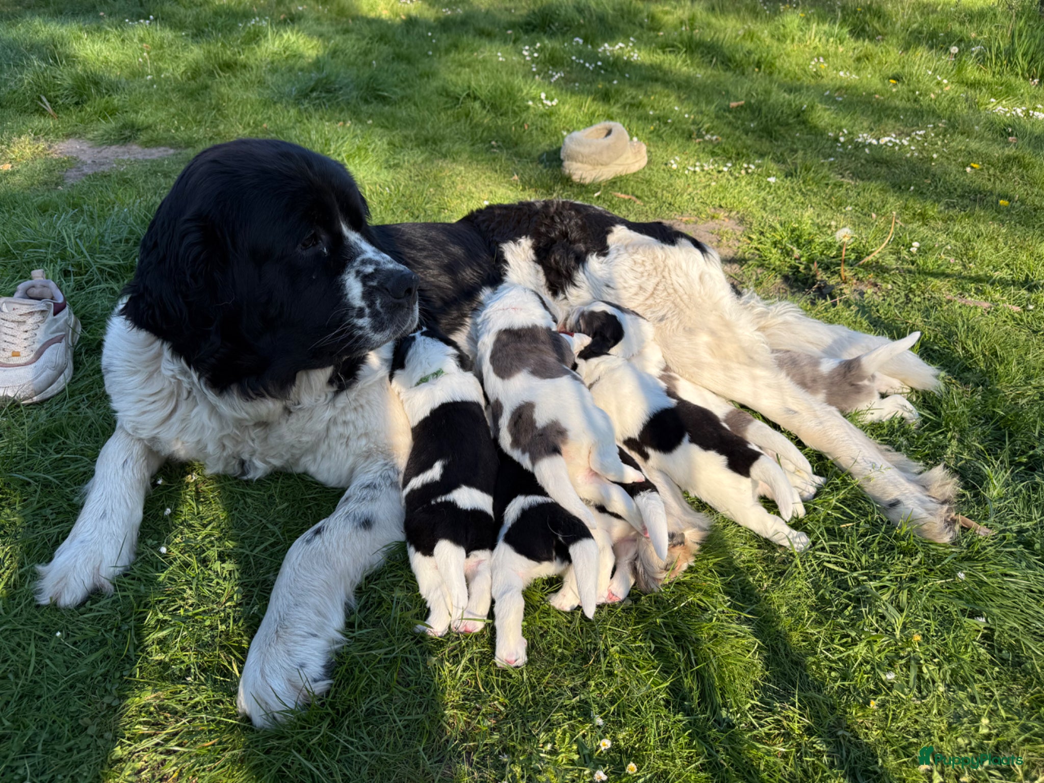 Kruising honden te koop: Schitterende Landseer X Tatra/Aussie/Leonberg pups - Advertentie 1