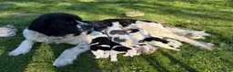 Kruising honden te koop: Schitterende Landseer X Tatra/Aussie/Leonberg pups - Advertentie 1