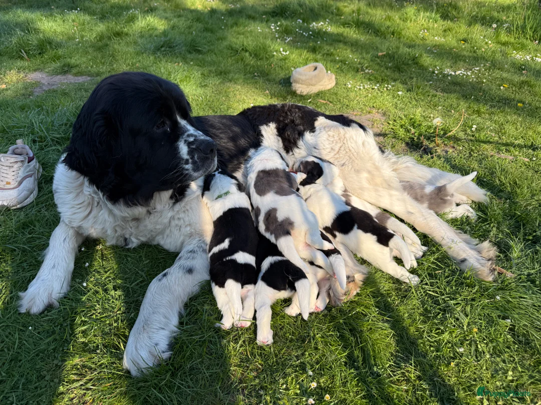 Kruising honden te koop: Schitterende Landseer X Tatra/Aussie/Leonberg pups - Advertentie 1