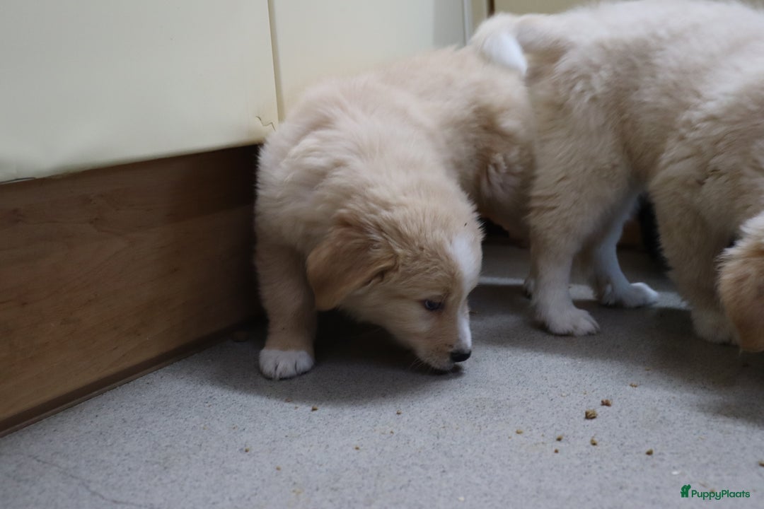 Goldador honden te koop: Super Lieve Golden Retriever pups te koop - Advertentie 2