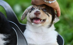 Australian Shepherd honden te koop: Australian Shepherd x Kelpie Pups in Maashees - Afbeelding 7