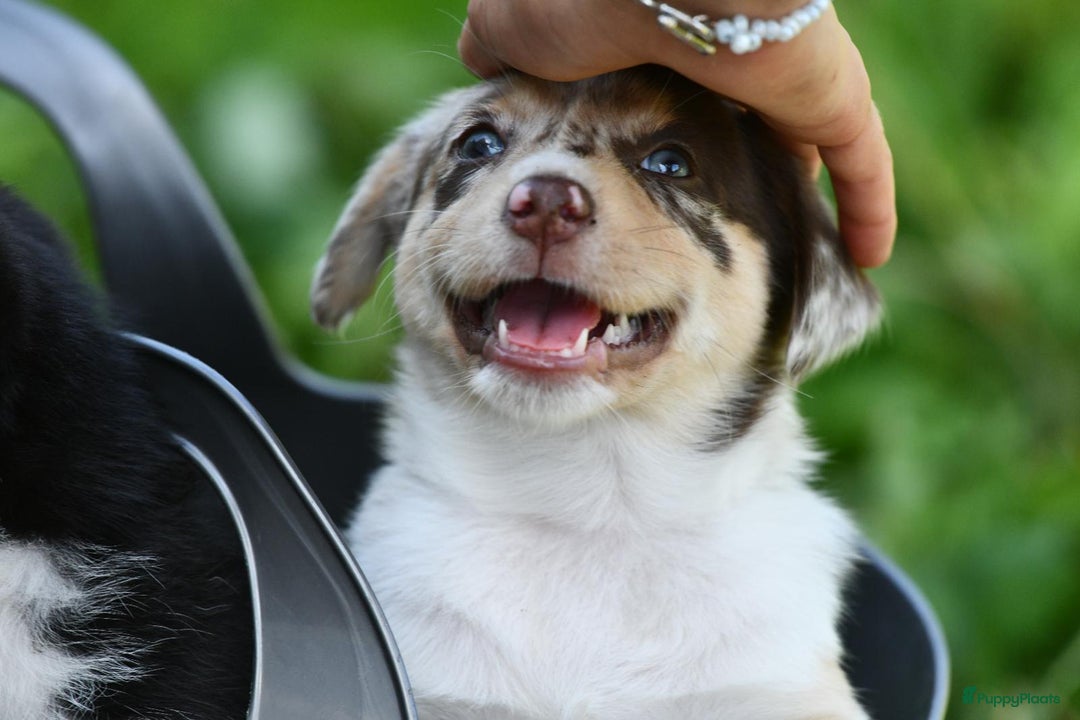 Australian Shepherd honden te koop: Australian Shepherd x Kelpie Pups in Maashees - Afbeelding 7