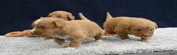 Nova Scotia Duck Tolling Retriever honden te koop: Nova Scotia Duck Tolling Retriever pups - Advertentie 10