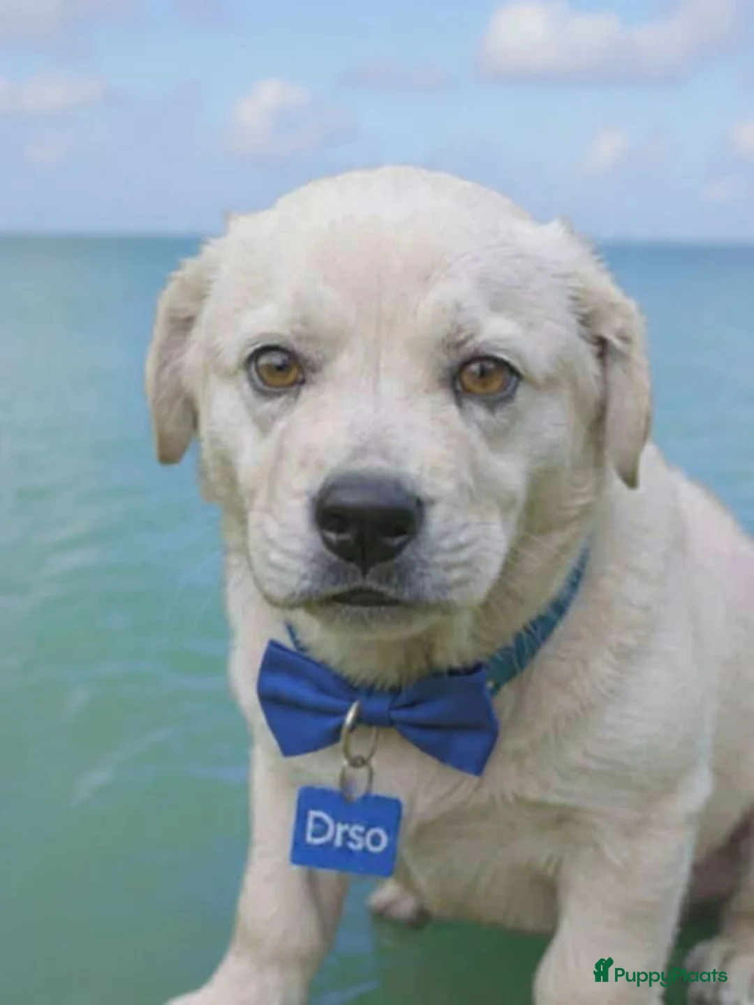 Kruising honden te koop: Orso zoekt baasje  - Advertentie 1