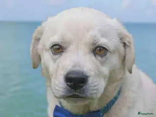 Kruising honden Orso zoekt baasje - Advertentie 3