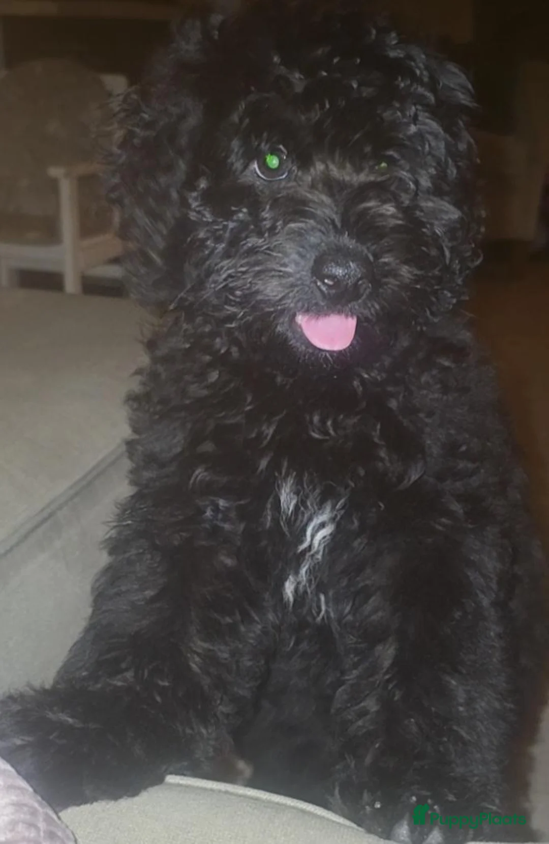 Labradoodle honden te koop: Leuke Reu zoekt gouden mand in Almelo - Advertentie 2