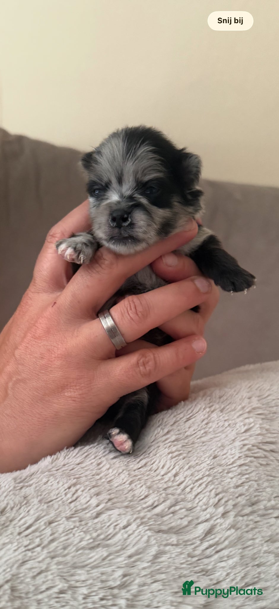 Pomeriaan honden te koop: Pomeriaan pups - Advertentie 3