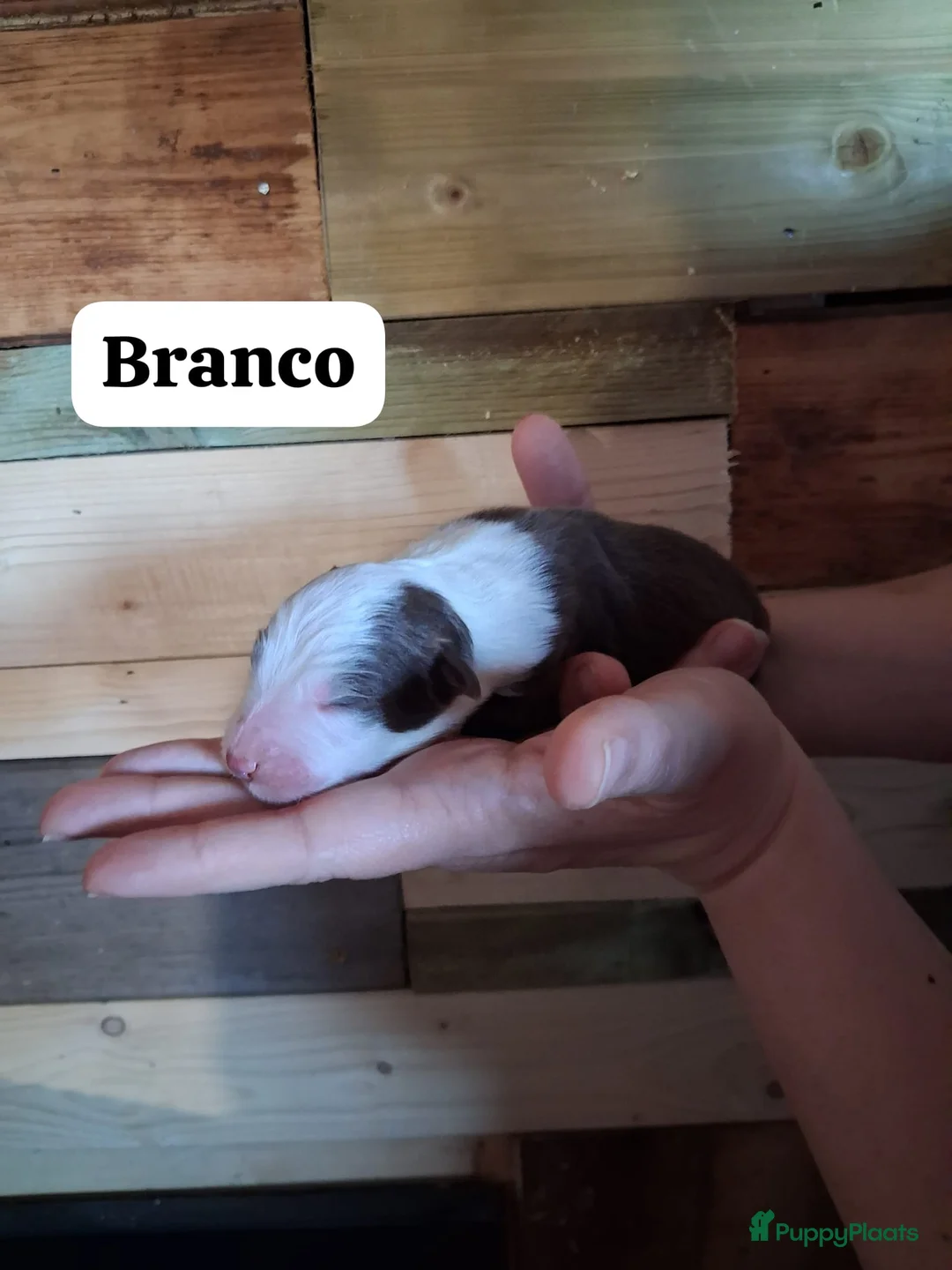 Australian Shepherd honden te koop: 10 prachtige Australische herder pups! - Advertentie 15