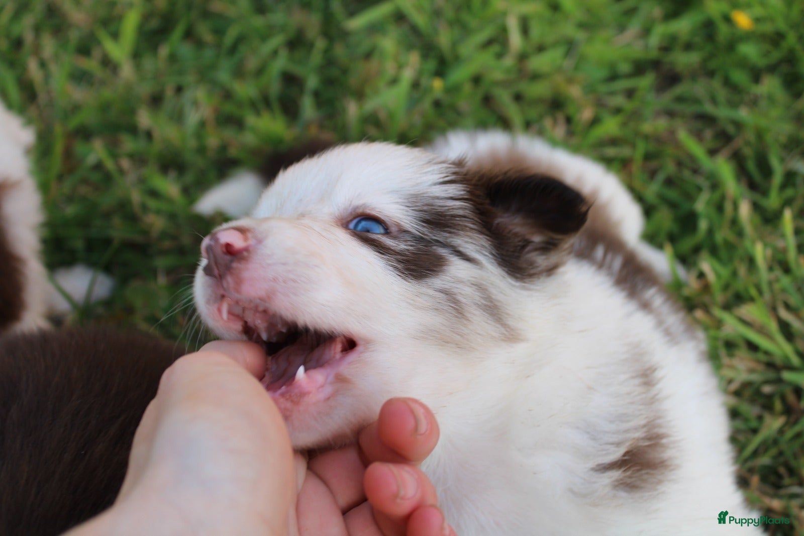 Border Collie honden te koop: Mooie speciale lieve Merle puppies - Advertentie 6