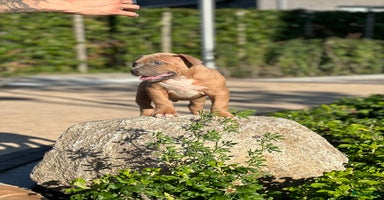 Amerikaanse Bully honden - Advertentie 8