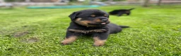 Rottweiler honden te koop: Lieve rottweilers puppy’s  - Advertentie 4
