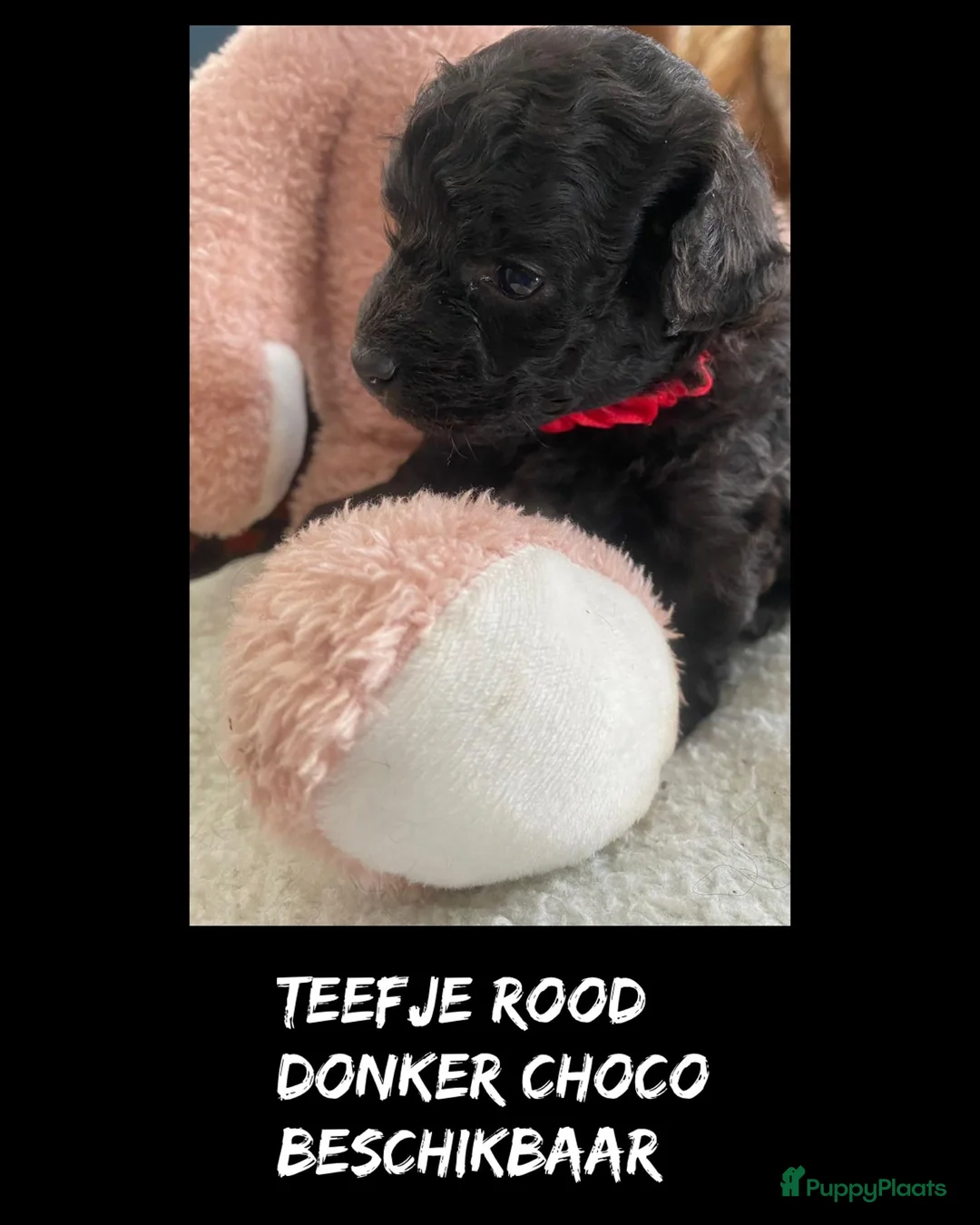 Poedel Toy honden te koop: Toypoedel/toy poedel - Advertentie 1