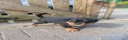 Rottweiler honden te koop: Super leuke en lieve rottweiler pups - Advertentie 5