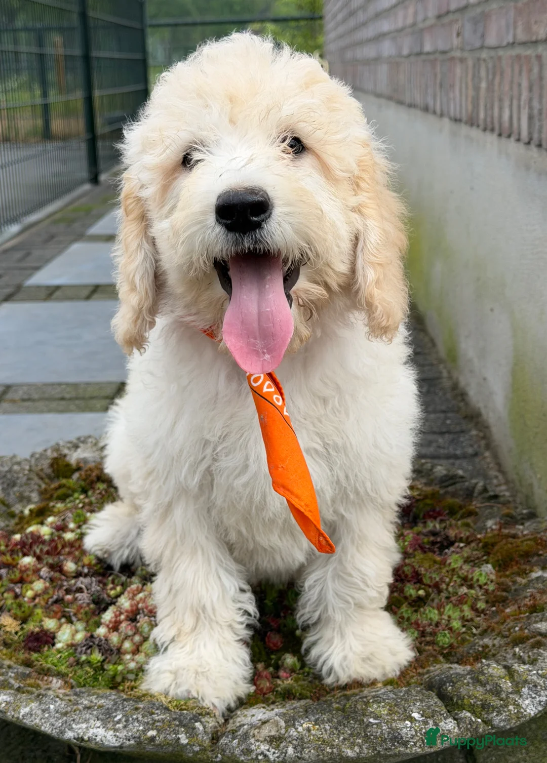 Labradoodle honden te koop: Labradoodle medium pups. Mogen ook naar Belgie. - Advertentie 2