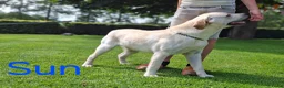 Labrador Retriever honden te koop: Raszuivere stamboom labrador retriever pups - Advertentie 4