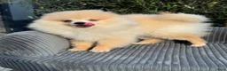 Pomeriaan honden te koop: Prachtige Pomeriaan pups  - Advertentie 2