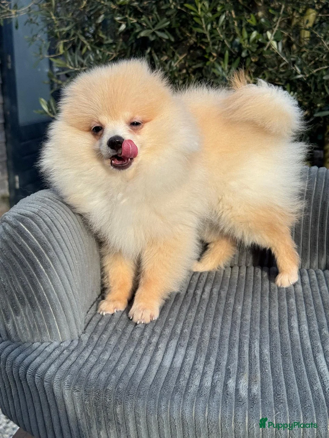 Pomeriaan honden te koop: Prachtige Pomeriaan pups  - Advertentie 2