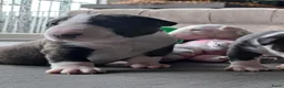 Bull Terriër honden te koop: Standaard bull terriër uit gekeurde ouders met fci - Advertentie 8