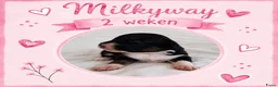Australian Shepherd honden te koop: Stamboom pups geboren!  - Advertentie 9