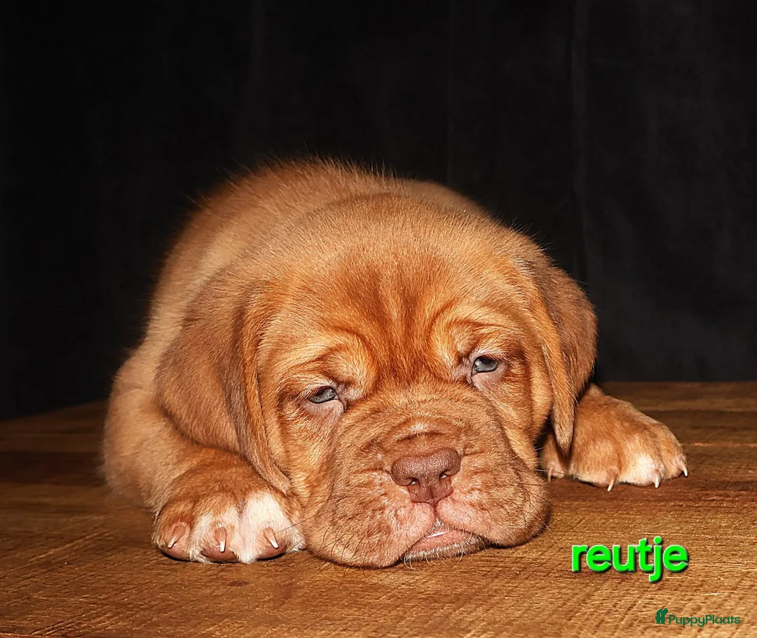 Bordeaux Dog honden te koop: Er zijn nog 2 reutjes en 1 teefje beschikbaar  - Advertentie 6