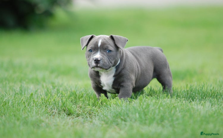 Amerikaanse Bully honden - Advertentie 14