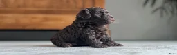 Maltipoo honden te koop: Chocolade bruine maltipoo/toypoeder puppy’s - Advertentie 3