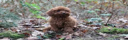 Poedel Toy honden te koop: 🐩 Coco, Nuno & Zizou – Klein maar Bijzonder! ❤️ - Advertentie 10