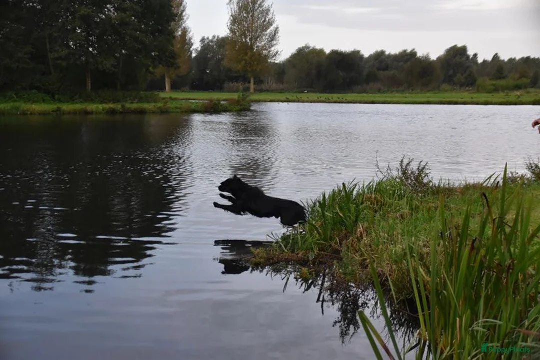 Galerij afbeelding {{count}}