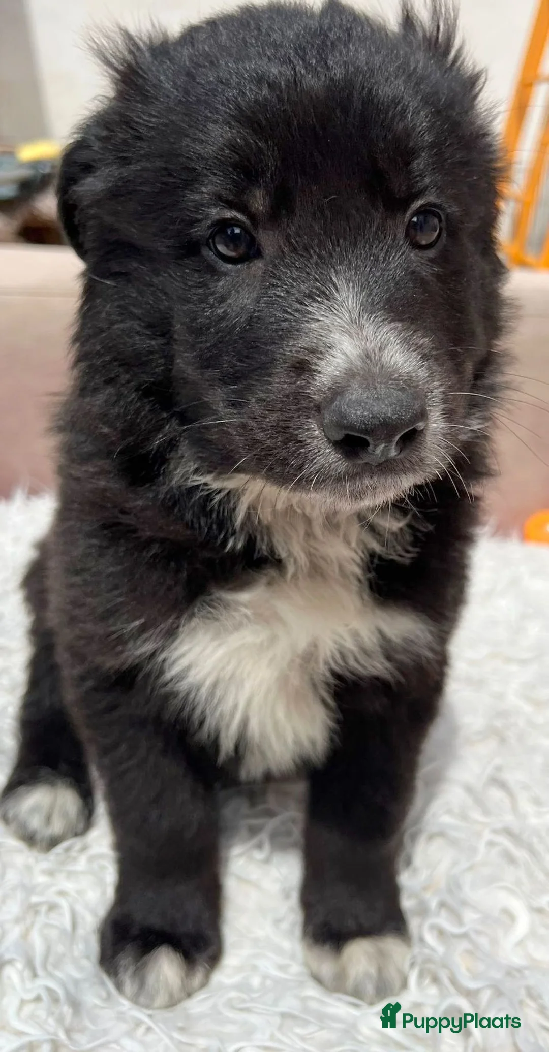 Kruising honden ter adoptie: zandy zoekt een vriendje voor het leven  - Advertentie 2