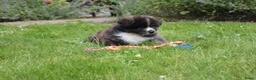 Akita honden te koop: Zeldzaam mooie Japanse Akita Inu pups - Advertentie 8