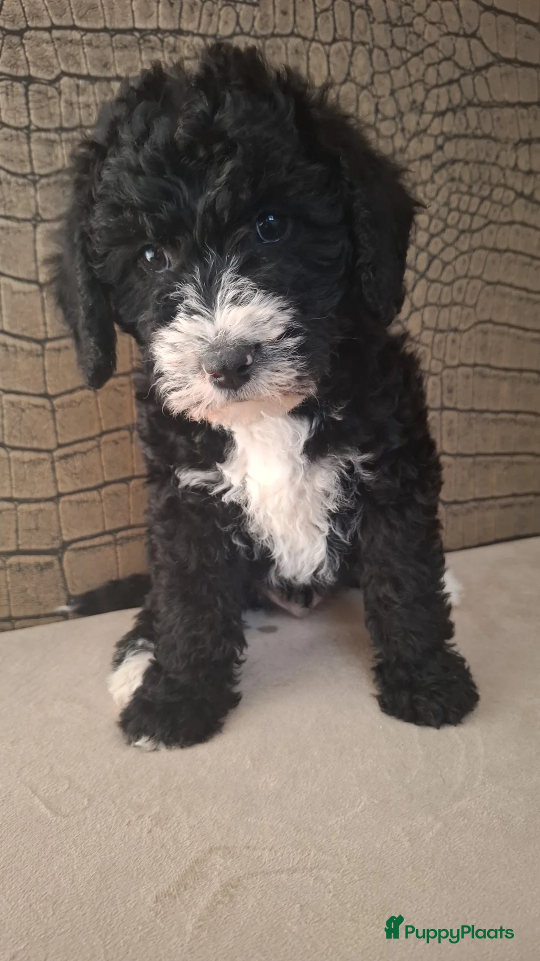 Australian Labradoodle honden te koop: Medium Australian labradoodle pups 🩷💙 - Advertentie 11