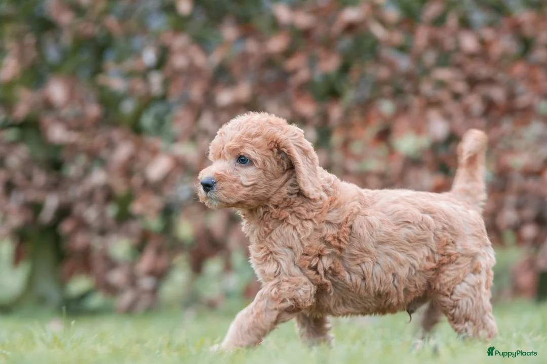 Labradoodle honden te koop: prachtige labradoodle x australian labradoodle - Advertentie 22