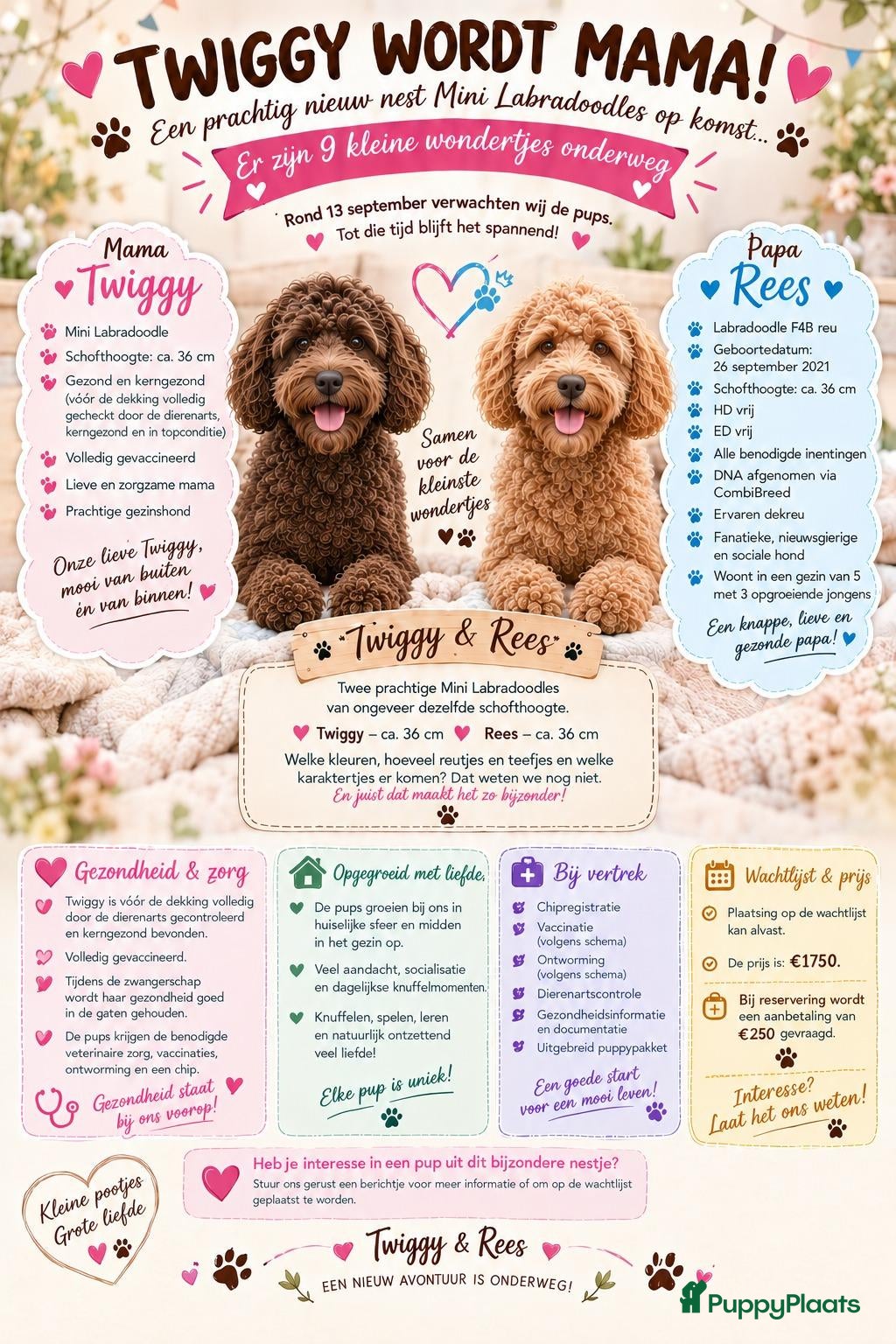 Labradoodle honden Nog 4 Mini Labradoodle pups beschikbaar.  - Advertentie 1