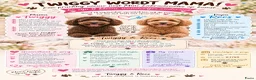 Labradoodle honden te koop: Nog 4 Mini Labradoodle pups beschikbaar.  - Advertentie 1