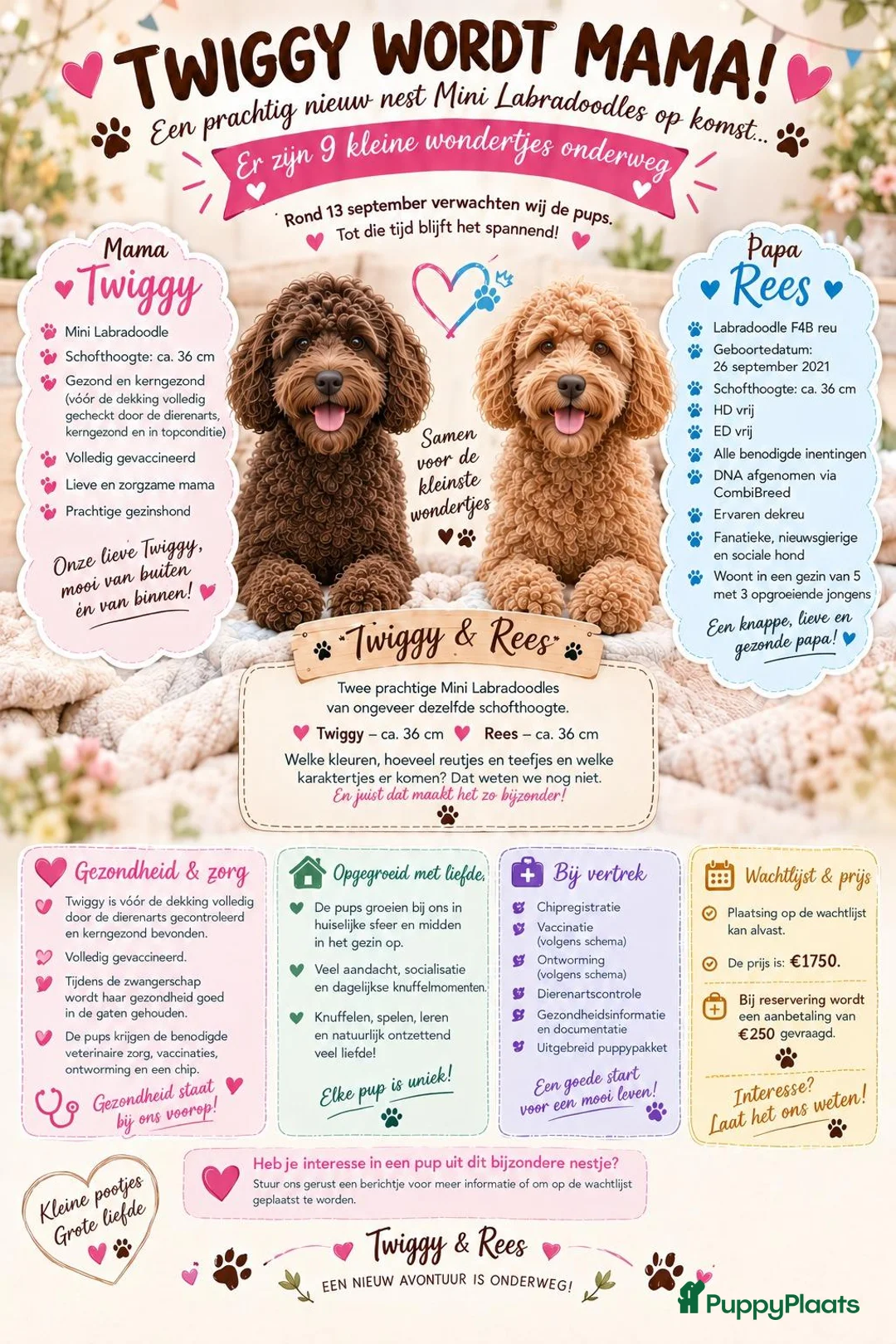Labradoodle honden te koop: Nog 4 Mini Labradoodle pups beschikbaar.  - Advertentie 1