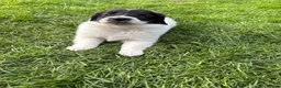 Kruising honden te koop: 3 pups zoeken een nieuw huisje  - Advertentie 4