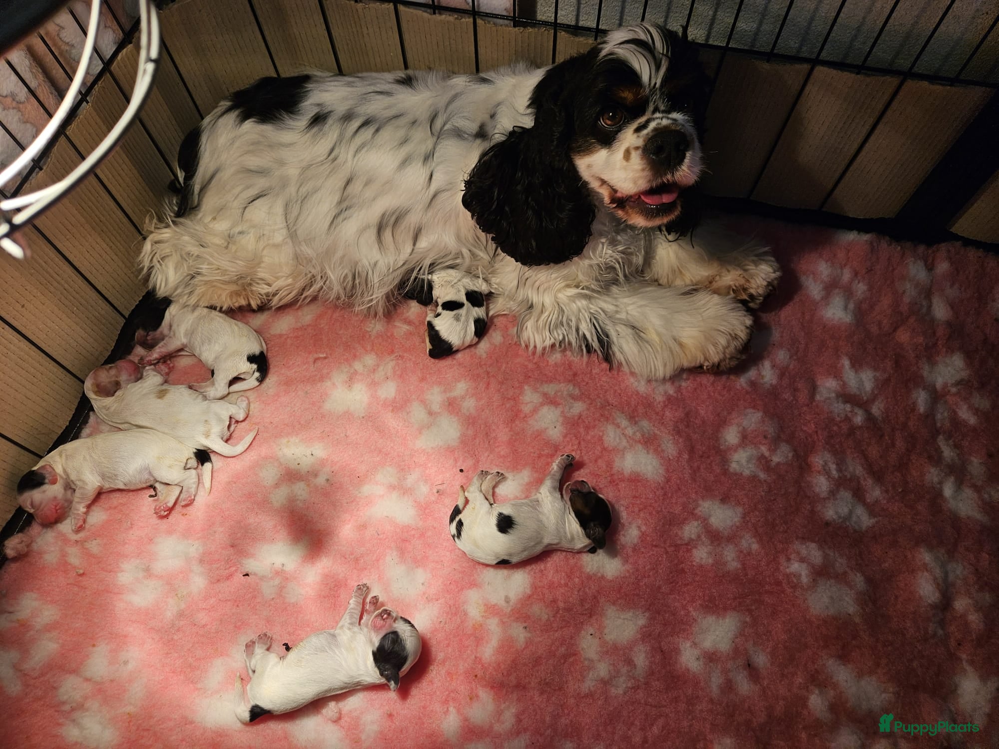 Amerikaanse Cocker Spaniel honden Amerikaanse Cocker Spaniel Pups - Advertentie 1