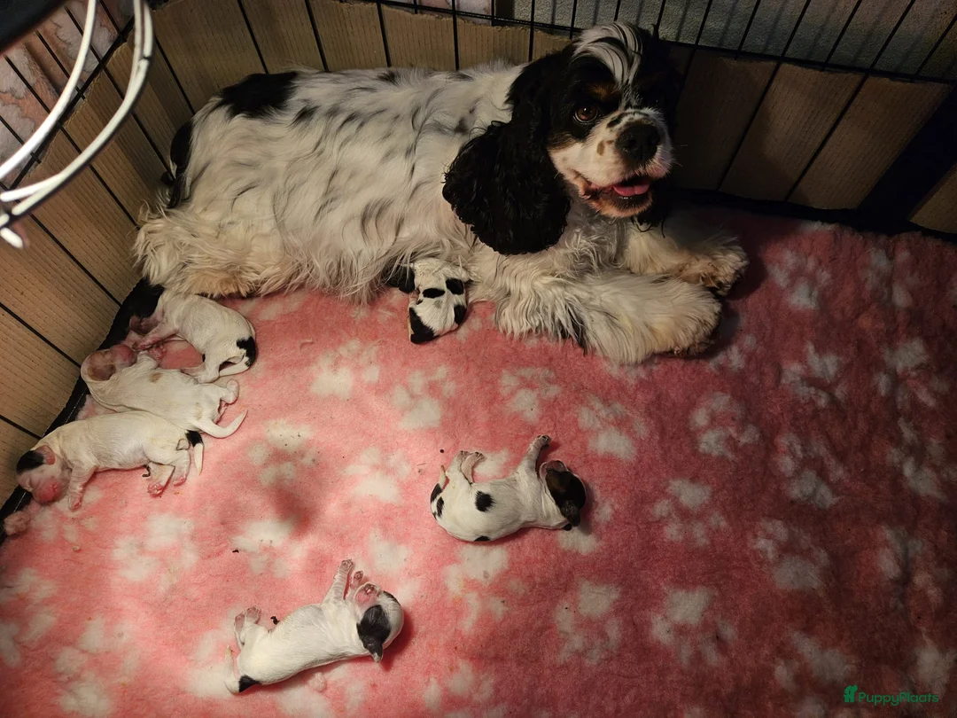 Amerikaanse Cocker Spaniel honden te koop: Amerikaanse Cocker Spaniel Pups - Advertentie 1