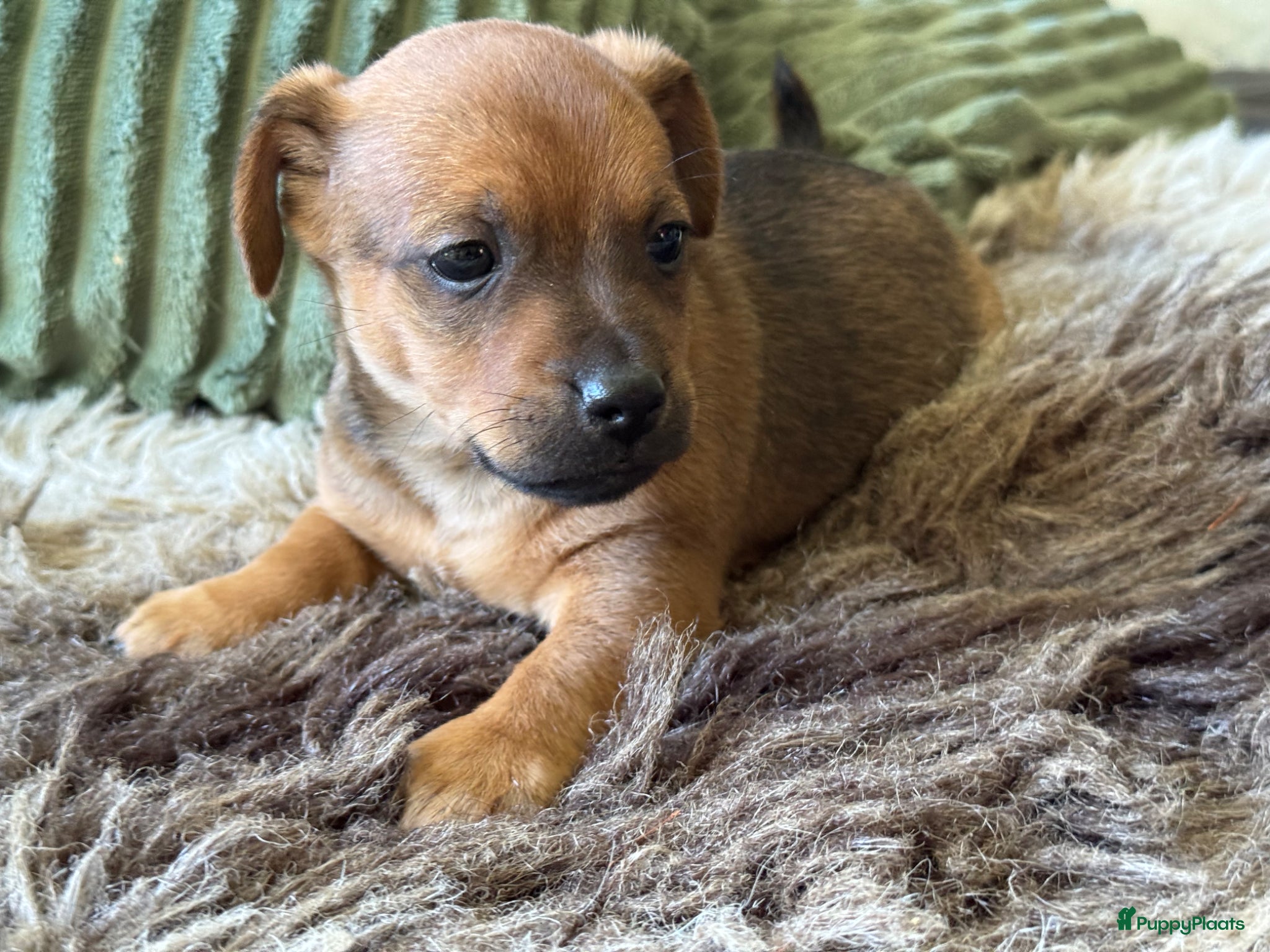 Jack Russel Terriër honden Nog 1 reutje beschikbaar - Advertentie 1