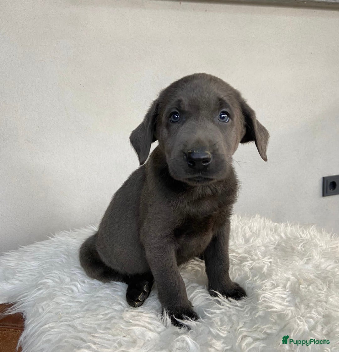Labrador Retriever honden te koop: Labrador  - Afbeelding 5