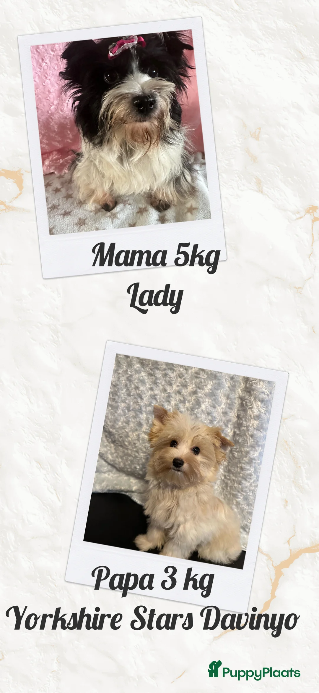 Yorkshire Terriër honden te koop: Biewer en Harlekijn Yorkshire Terrier pups - Advertentie 8