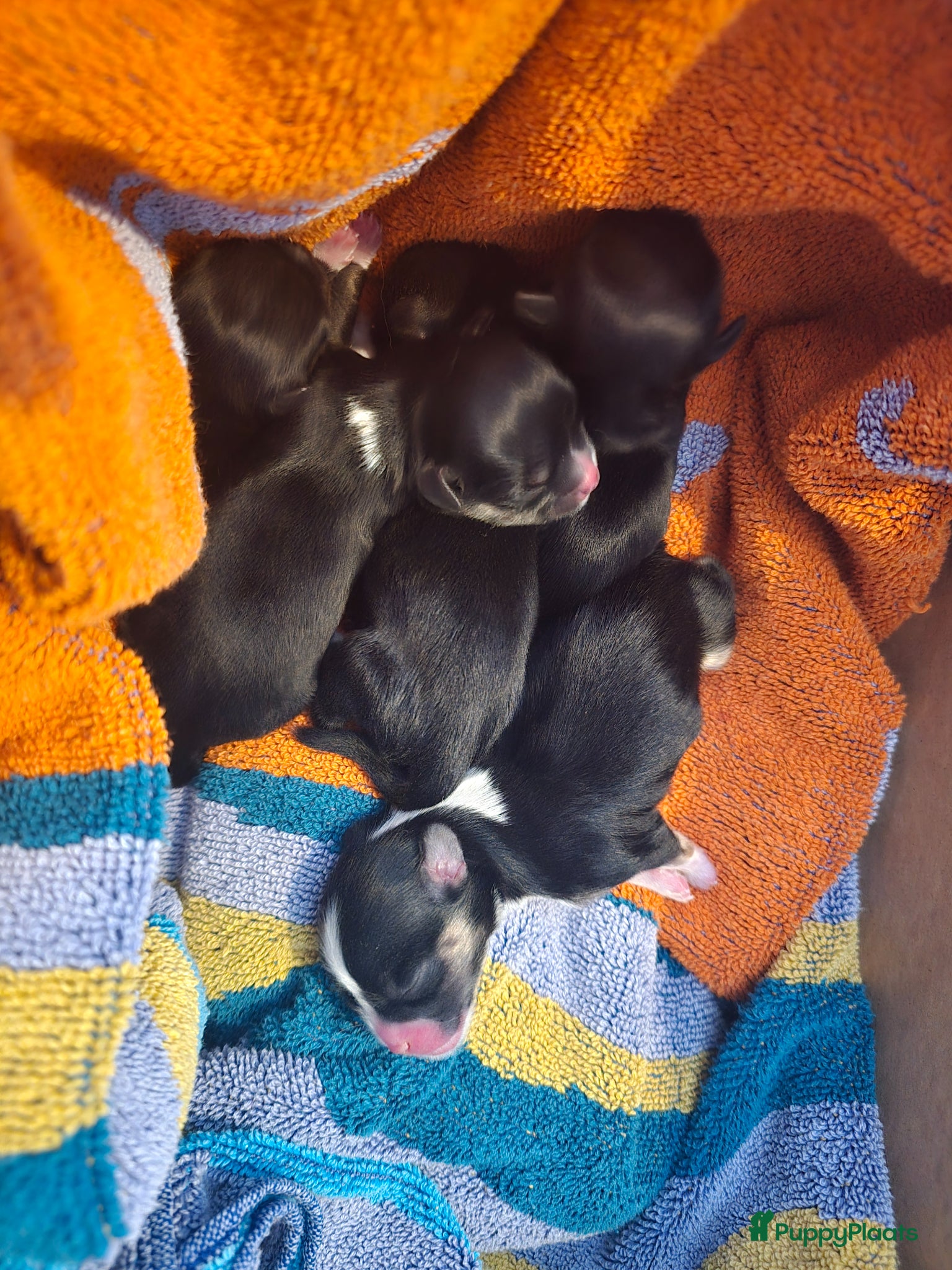 Kruising honden Nog twee pups beschilbaar - Advertentie 4