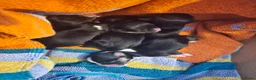 Kruising honden te koop: Nog twee pups beschilbaar - Advertentie 1