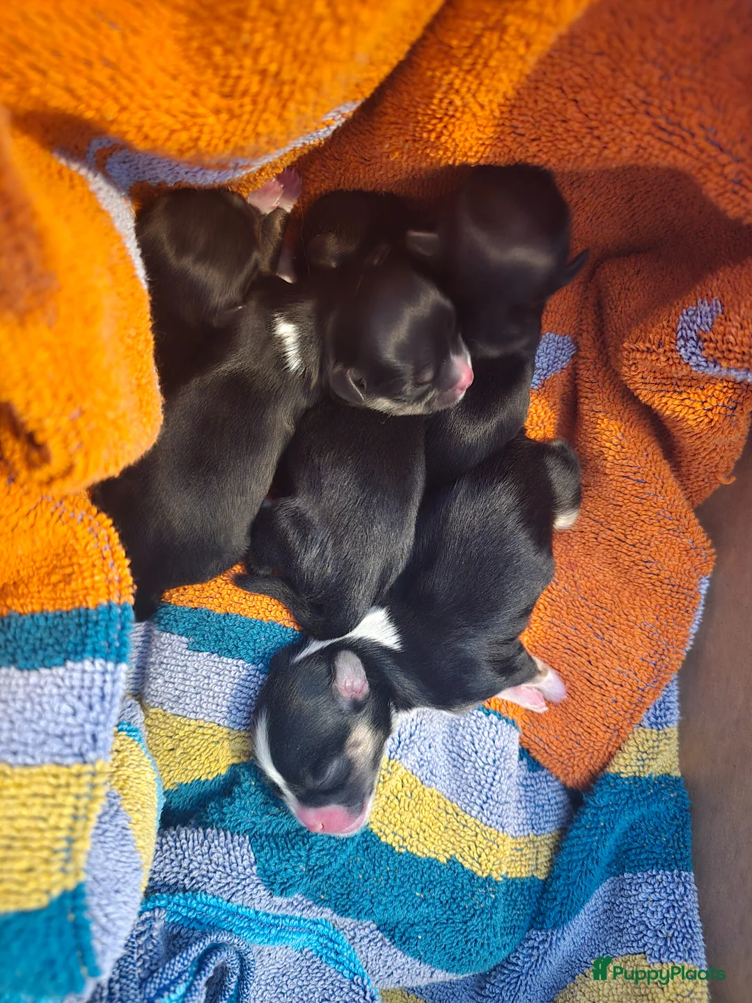 Kruising honden te koop: Nog twee pups beschilbaar - Advertentie 1