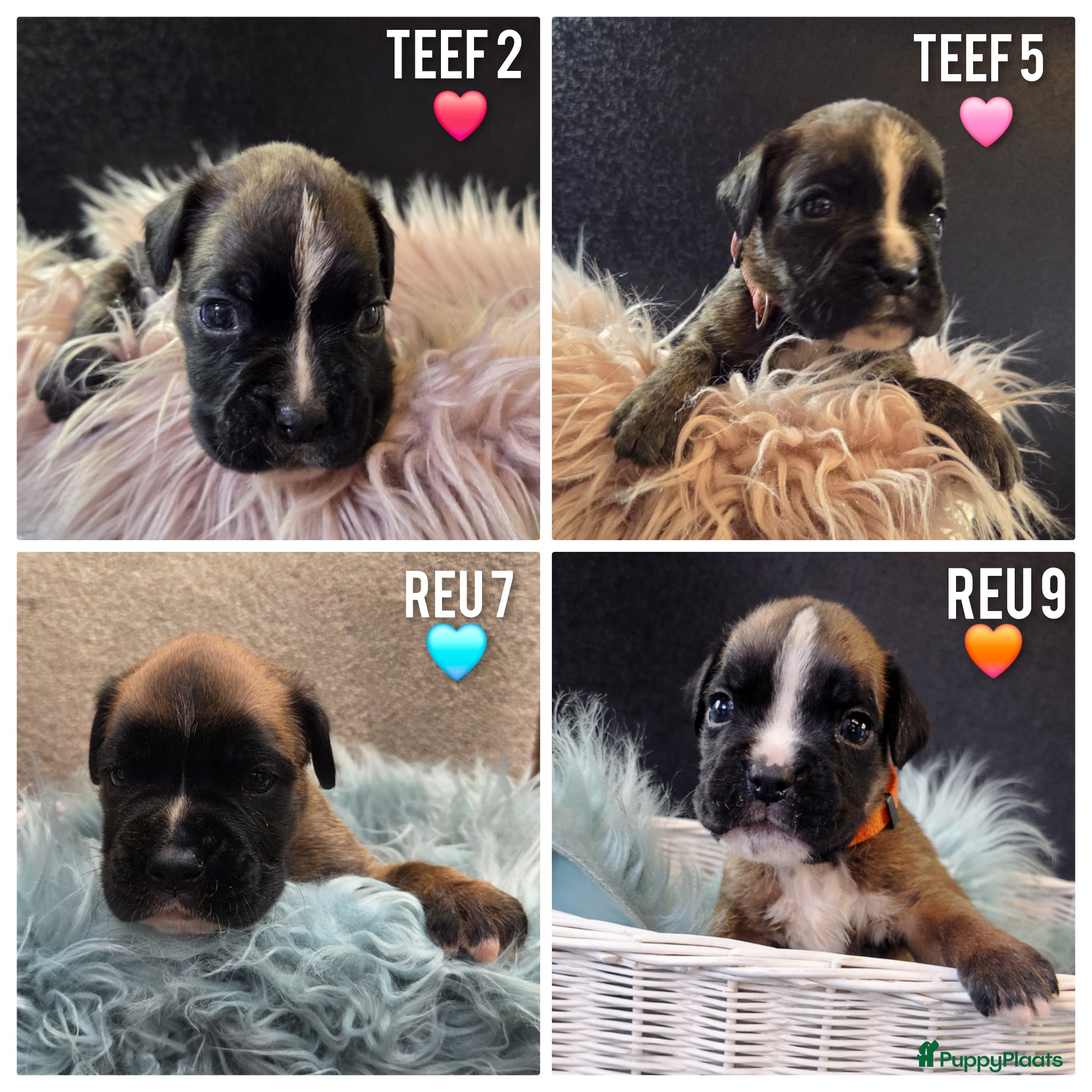 Boxer honden Lieve Rasechte Boxer Pups ❤️🩷🩵🧡 - Advertentie 5